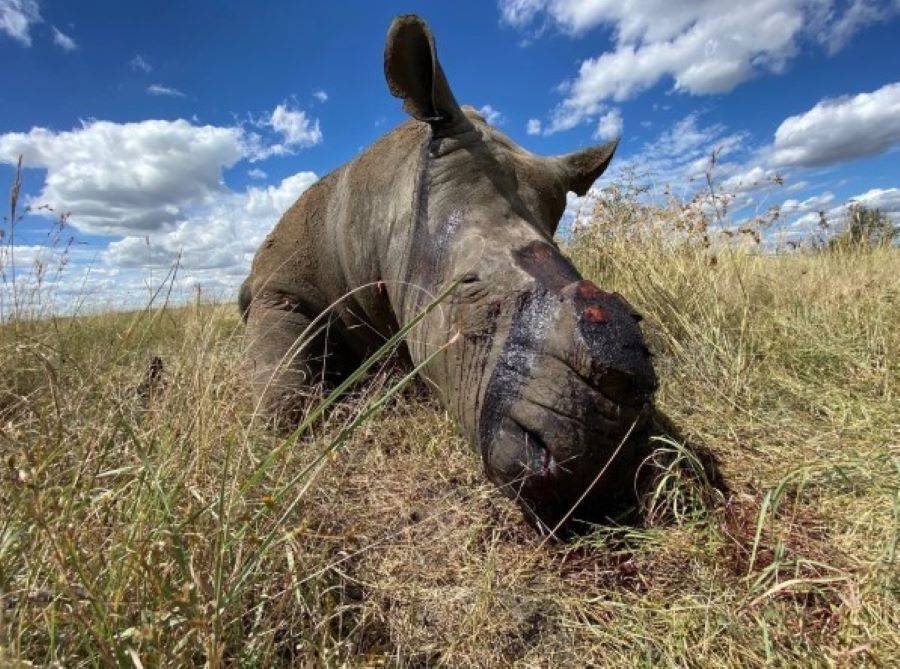 Najmanje devet nosoroga ubijeno je od kada je počela pandemija, a to su samo oni za koje znaju, rekao je Nico Jacobs.
