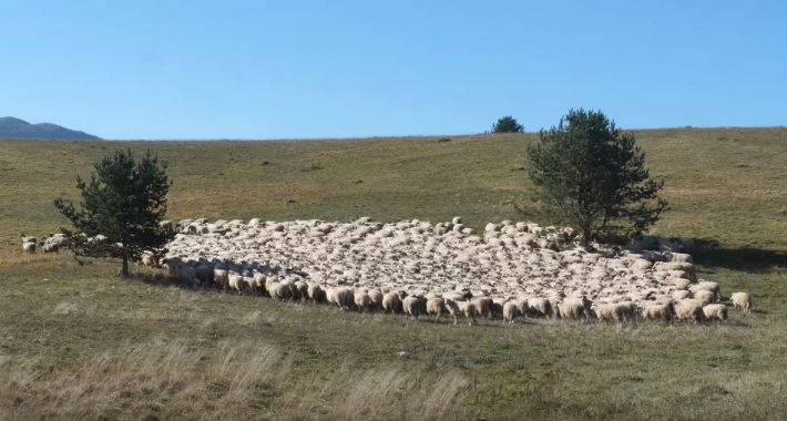kupres ovce