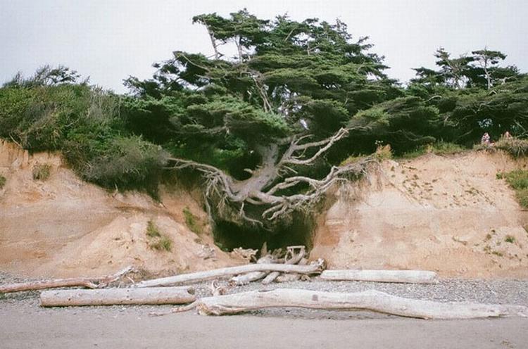 “Samotno drveće, ako uopšte izraste, izraste u jako drveće.” Winston Churchill