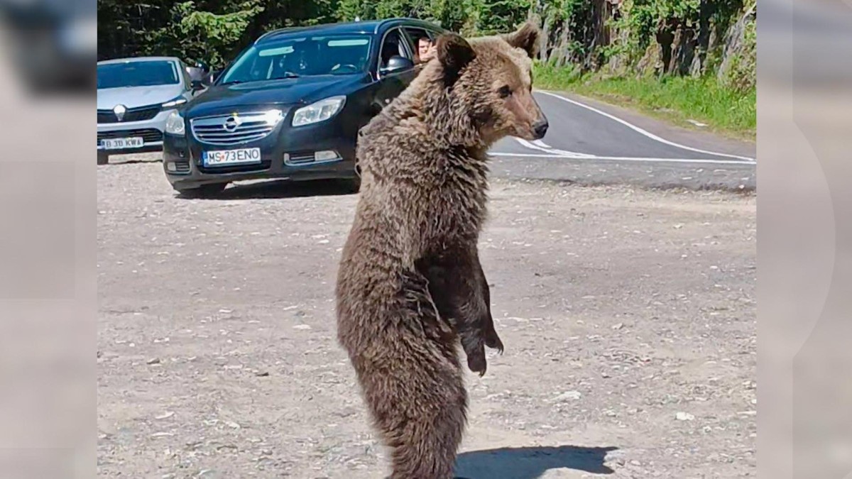 Foto: Observatornews.ro