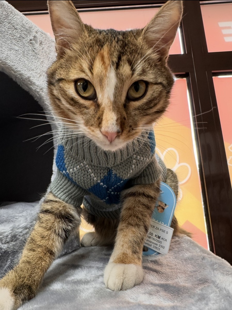 Foto: Pet shop "Bella"